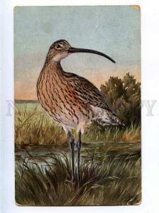 183253 RUSSIA Zvorykin bird hunting Curlew Vintage Granberg