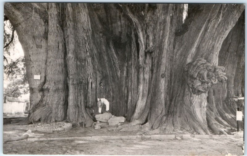 c1940s Arbol del Tule, Oaxaca, Mexico RPPC Biggest Tree in World Cypress A132