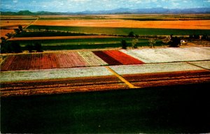 Arizona Phoenix View Of Japanese Flower Gardens 1957