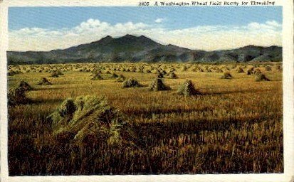 Wheat Field - Misc, Washington