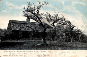 Massachusetts Milton Apple Blossoms At The Old Crossman House 1907