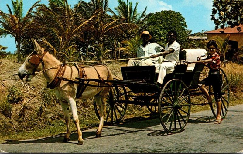 Barbados Old Donkey Drawn Buggy On A Country Road