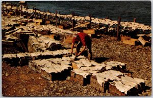 Drying Salt Fish Typical Scene Around Nova Scotia Canada Postcard