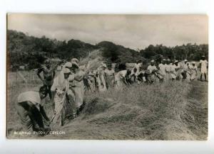 191965 CEYLON Reaping paddy Vintage photo postcard