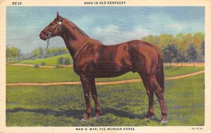 Man O' War The Wonder Horse View Images 