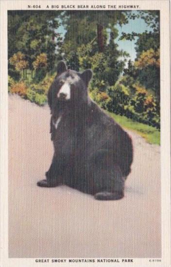 Big Black Bear Along The Highway Great Smoky Mountains National Park