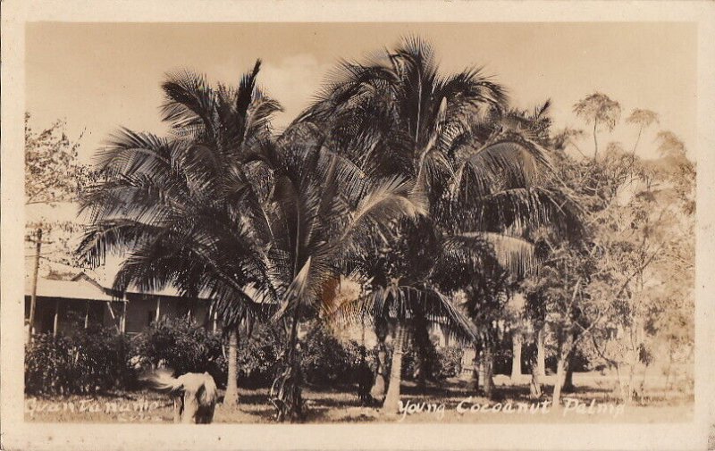 Postcard RPPC Young Cocoanut Palms Guantanamo Cuba