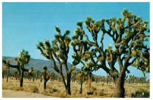Joshua Trees Called Sentinels Of The Desert Cactus Postcard