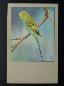 Bird Theme GREEN BUDGERIGAR c1950s Postcard by P. Sluis Series 5 No.60