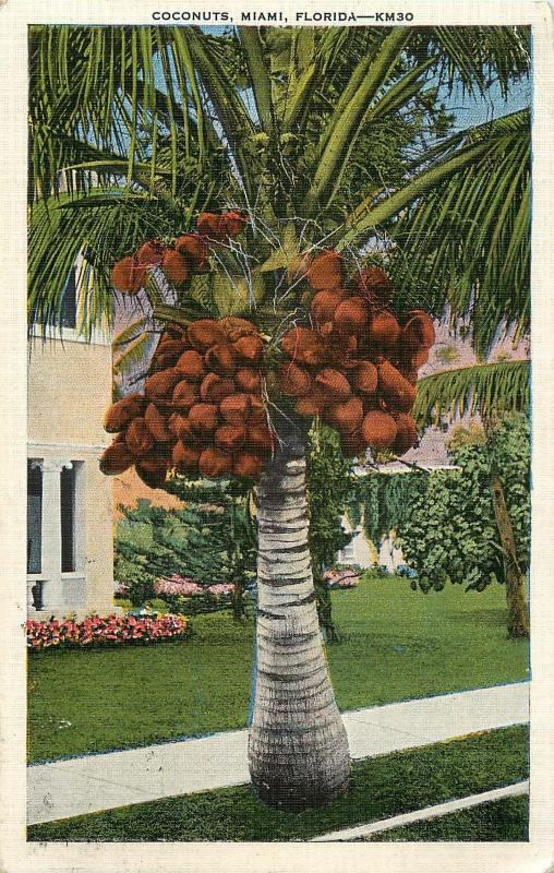 1937 POSTCARD COCONUTS PALM TREE MIAMI FLORIDA FL