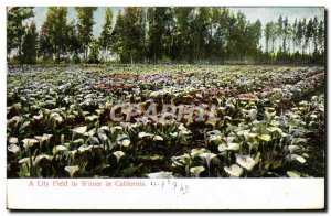 Old Postcard A Lily In winter Field In California