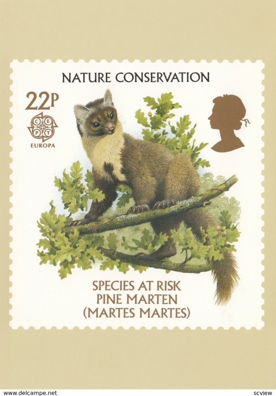 Pine Marten Postcard , 1986