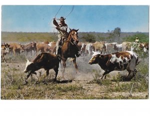 Cowboy Roping Calf Getting Ready to Brand