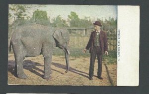 1909 PPC Baby Elephant At Lincoln Park Zoo Chicago IL