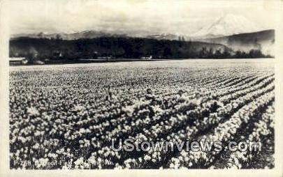 Real Photo - Dafodil Field - Misc, Washington