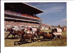 Chuckwagon Races, Calgary Exhibition and Stampede, Alberta