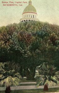 C.1908 Roman Pine, Capitol Park, Sacramento, California Postcard P122