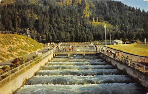 Bonneville Dam, Fish Ladders Portland, Oregon OR