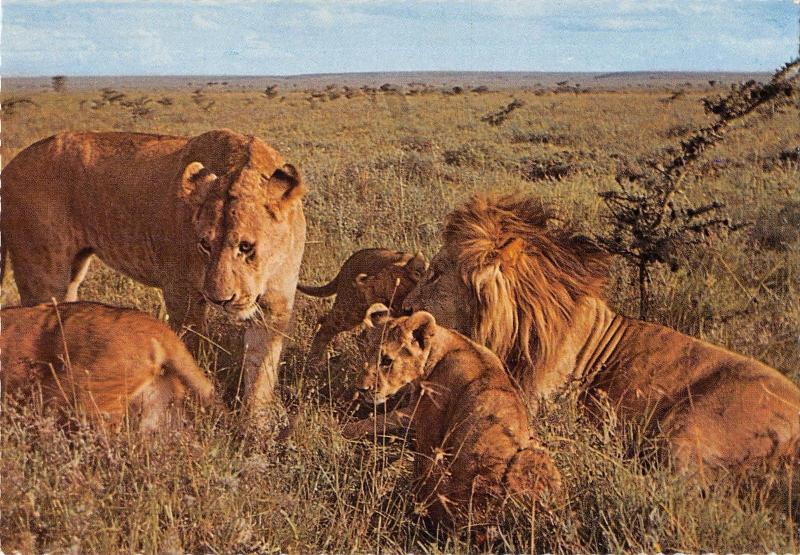 BR100653 lions the whole family kenya  animal animaux   africa