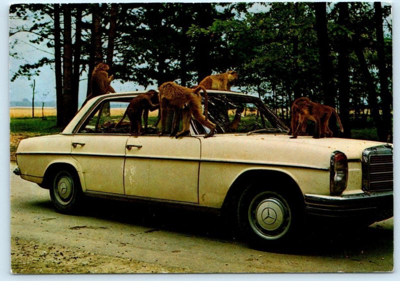 GÄNSERNDORF, Austria ~ Monkeys SAFARIPARK Auto Safari Baboons? 4x6 Postcard