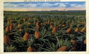 Ripe Hawaiian Pineapple - Hawaiian Islands