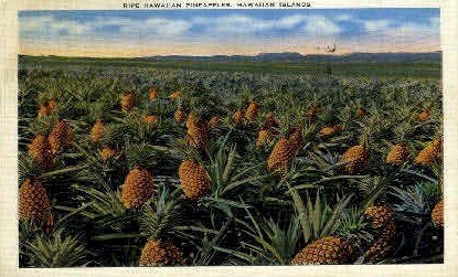 Ripe Hawaiian Pineapple - Hawaiian Islands