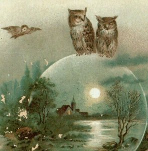 1880's-90's Victorian Trade Card Moon Night Owls Lake Fab! P199