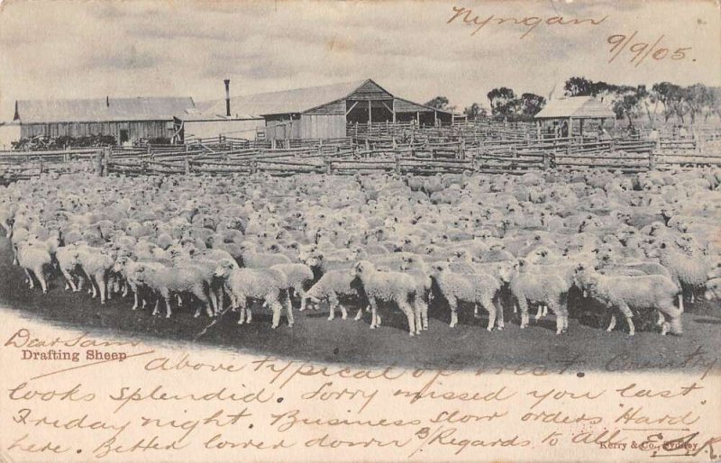 Sydney Australia Sheep Ranch Drafting Sheep Vintage Postcard AA44499