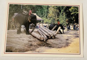 Thailand Well Trained Elephants Teak Wood Forests Vintage Postcard