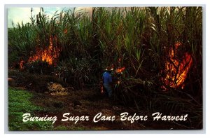 Burning Sugar Cane Before Harvest Hawaii HI UNP Unused Chrome Postcard V9