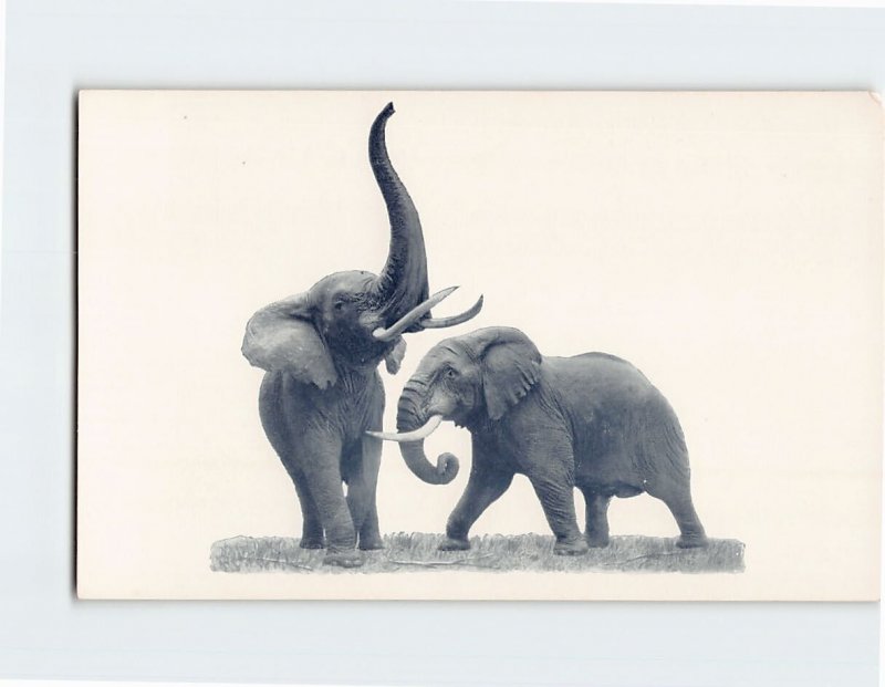 Postcard African Elephants, Stanley Field Hall, Field Museum, Chicago, Illinois