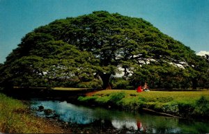 Hawaii Hawaiian Monkey Pod Tree