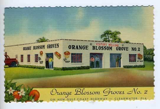 Clearwater FL Oranges Citrus Groves linen Postcard