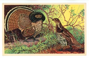 Birds - Ruffed Grouse