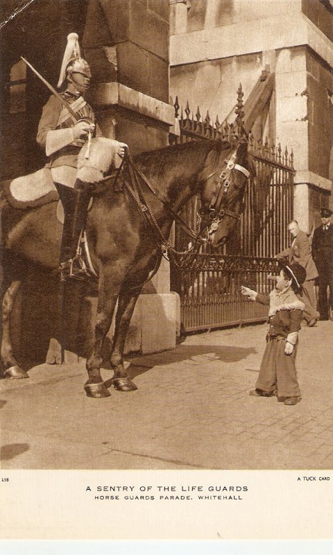 A Sentry of the Life Guards. Horses Tuck Real Photograph Postcard