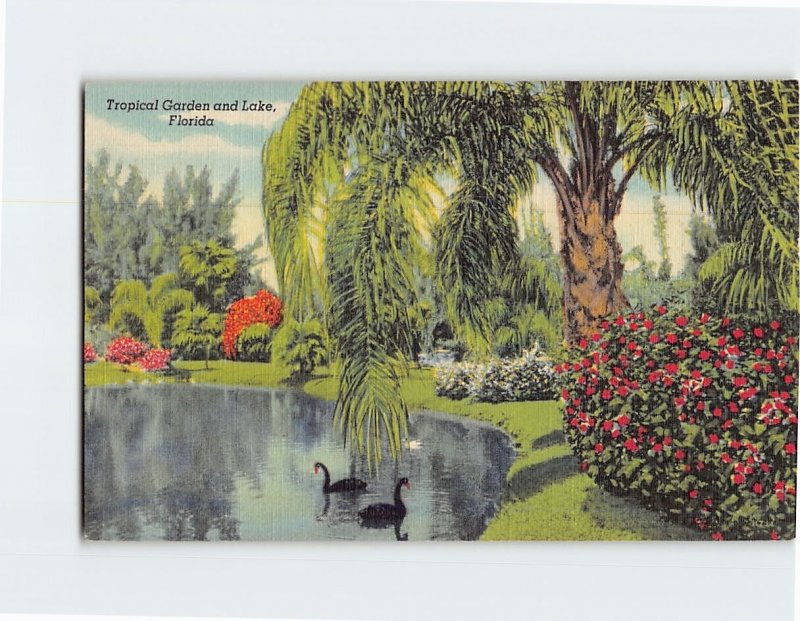 Postcard Tropical Garden and Lake Sarasota Jungle Gardens Sarasota Florida USA