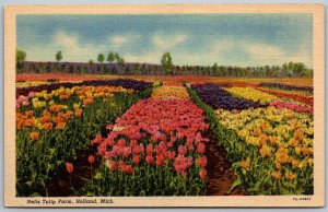 Holland Michigan 1940s Postcard Nelis Tulip Farm