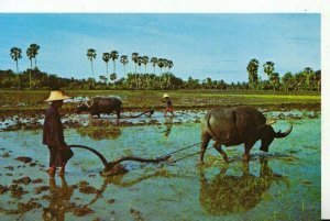 Thailand Postcard - Thai Farmer Plough By Buffalo On The Rice Field - Ref 12009A