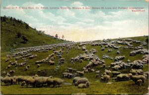 Vtg 1913 Sheep on F.S. King Bros Brothers Ranch Laramie Wyoming WY Old Postcard