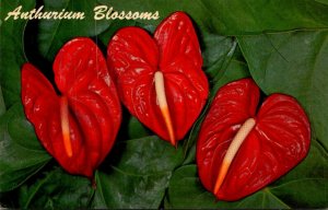 Hawaii Flowers Anthurium Blossoms