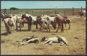 Chincoteague Wild Ponies Postcard BIN