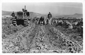 RPPC Picking Spuds TULELAKE, CA Farming Tractor Siskiyou County ca 1940s Vintage
