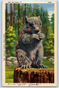 1943 Greetings From Athens Wisconsin WI Squirrel Eating Nuts Tree Stump Postcard