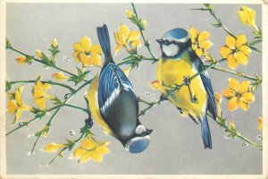 Postcard blue tits bird on winter jasmine from a drawing by Margaret Linn