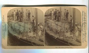 465999 1896 year Big catch of King Fish ship Siren Underwood STEREO PHOTO