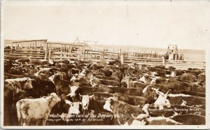 Cows Waiting Dipping Vats Ranching Series #9 AE Brown RPPC Postcard G70 *as is