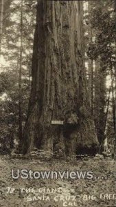 The Giant, Big Tree - Santa Cruz, CA