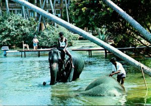 Sri Lanka Ceylon Bentota Elephant Bathing