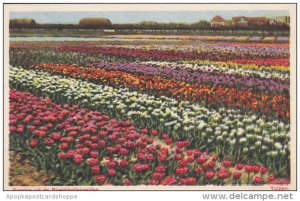 Netherlands Amsterdam Groeten uit de Bloembollenvelden Tulpen