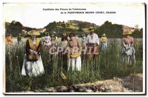 Old Postcard picking flowers tuberous Parfumerie Bruno Court Grasse